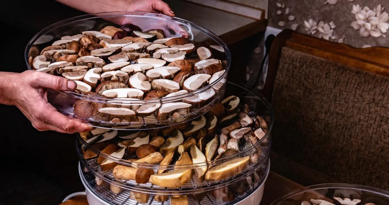 Ile prądu pobiera suszarka do grzybów i jak obniżyć koszty?
